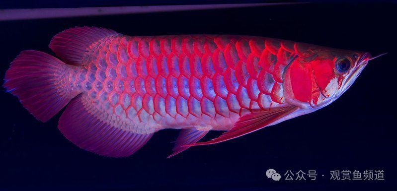 龍魚能招財嗎