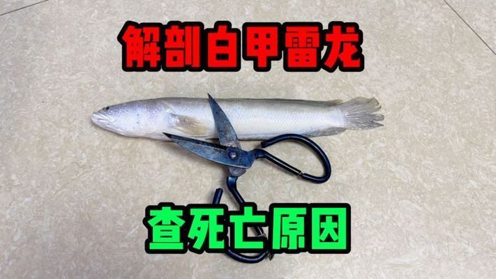 雷龍魚吃死魚嗎