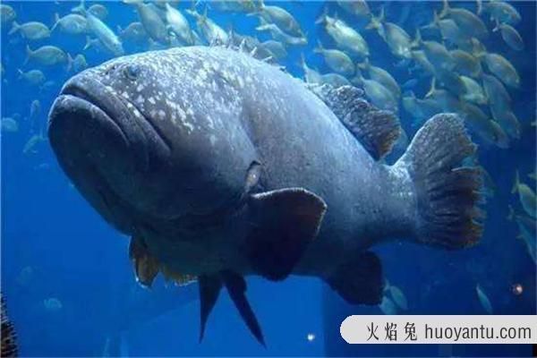 龍魚三個月不吃東西是什么病毒：龍魚三個月不吃東西是怎么回事？