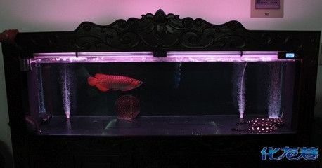 金龍魚用白燈還是紅燈養好：金龍魚的飼養中燈光的選擇