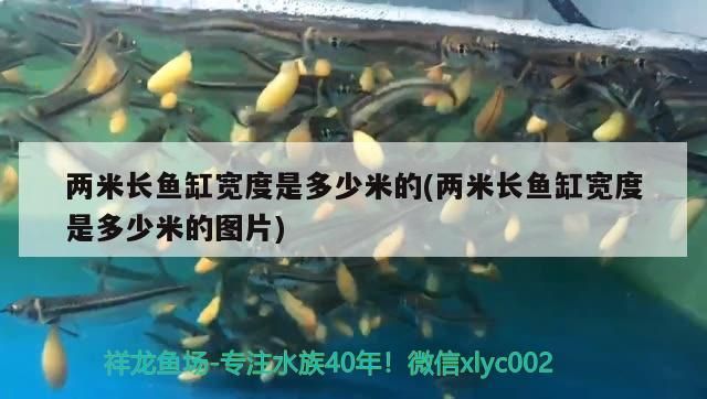 兩米長魚缸寬度是多少米的(兩米長魚缸寬度是多少米的圖片)