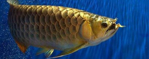 龍魚咬傷大面積掉鱗片會死嗎：龍魚咬傷大面積掉鱗片會死嗎？