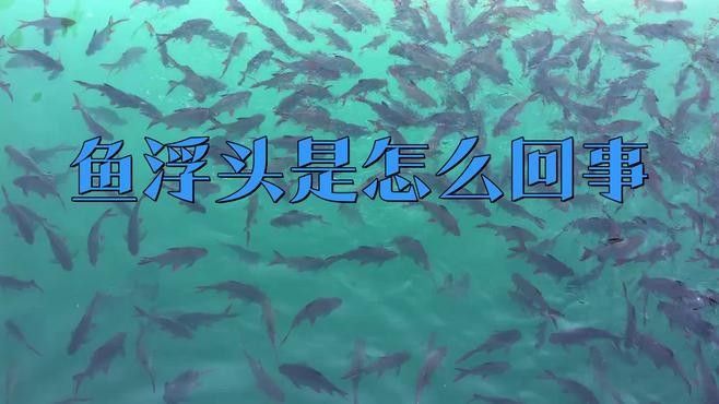 龍魚浮頭是生病了嗎？ 龍魚浮頭是生病了嗎？ 龍魚百科