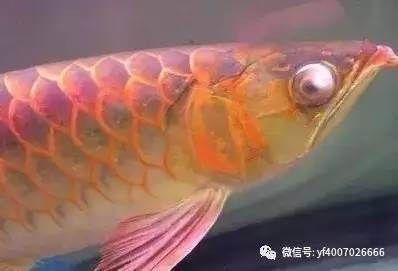 龍魚疾病引起龍魚燒尾的原因有哪些：龍魚燒尾是一種常見的疾病，其主要原因是水質(zhì)問題