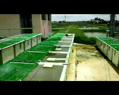 龍魚養殖場建設圖片：龍魚養殖場建設的具體要點