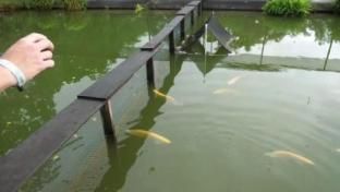 龍魚養殖場建設圖片：龍魚養殖場建設的具體要點