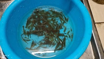 釣紅龍魚用什么餌好釣呢，紅龍魚餌料自制方法，紅龍魚餌料保存技巧