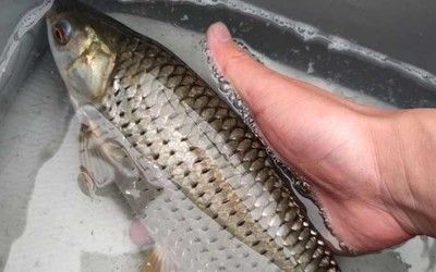 釣紅龍魚用什么餌好釣呢，紅龍魚餌料自制方法，紅龍魚餌料保存技巧