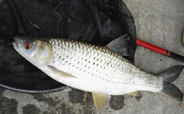 釣紅龍魚用什么餌好釣呢，紅龍魚餌料自制方法，紅龍魚餌料保存技巧