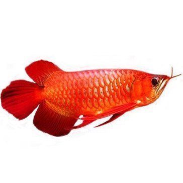 紅龍魚簡(jiǎn)筆畫：紅龍魚兒童簡(jiǎn)筆畫教程視頻 紅龍魚簡(jiǎn)筆畫：紅龍魚兒童簡(jiǎn)筆畫教程視頻 龍魚百科 第2張