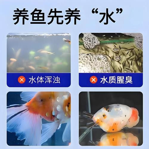 推薦幾款適合龜增色龍魚的水質(zhì)檢測(cè)工具