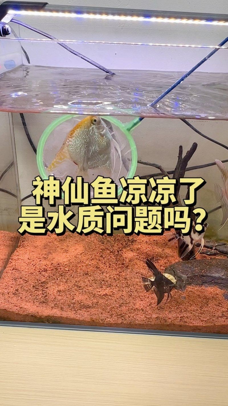 推薦幾款適合龜增色龍魚的水質(zhì)檢測(cè)工具