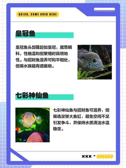 招財魚能和龍魚混養嗎圖片 招財魚能和龍魚混養嗎圖片 龍魚百科 第4張