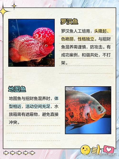 招財魚能和龍魚混養嗎圖片 招財魚能和龍魚混養嗎圖片 龍魚百科 第5張