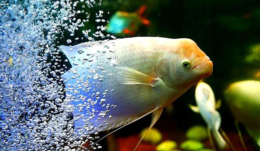 招財魚能和龍魚混養嗎圖片 招財魚能和龍魚混養嗎圖片 龍魚百科 第7張
