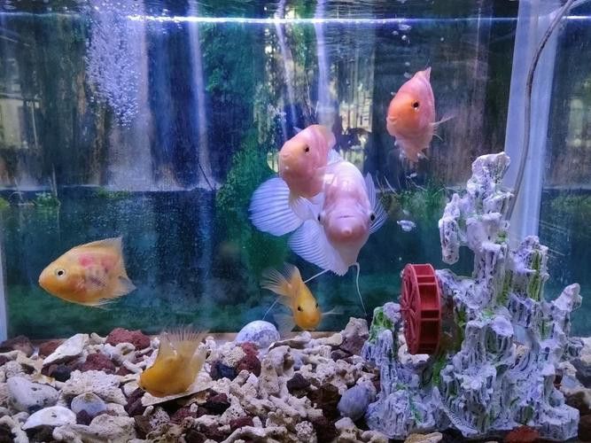 招財魚能和龍魚混養嗎圖片 招財魚能和龍魚混養嗎圖片 龍魚百科 第17張