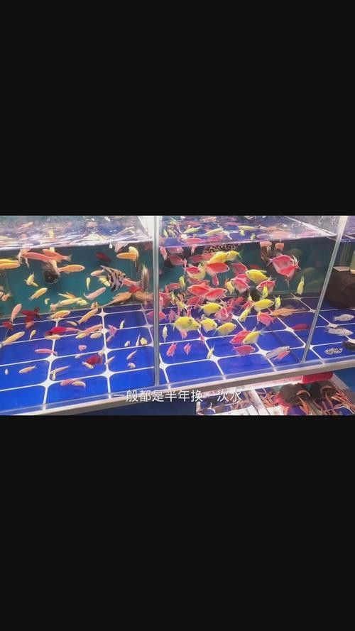 招財魚能和龍魚混養嗎圖片 招財魚能和龍魚混養嗎圖片 龍魚百科 第18張