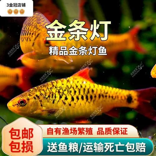 招財魚能和龍魚混養嗎圖片 招財魚能和龍魚混養嗎圖片 龍魚百科 第14張