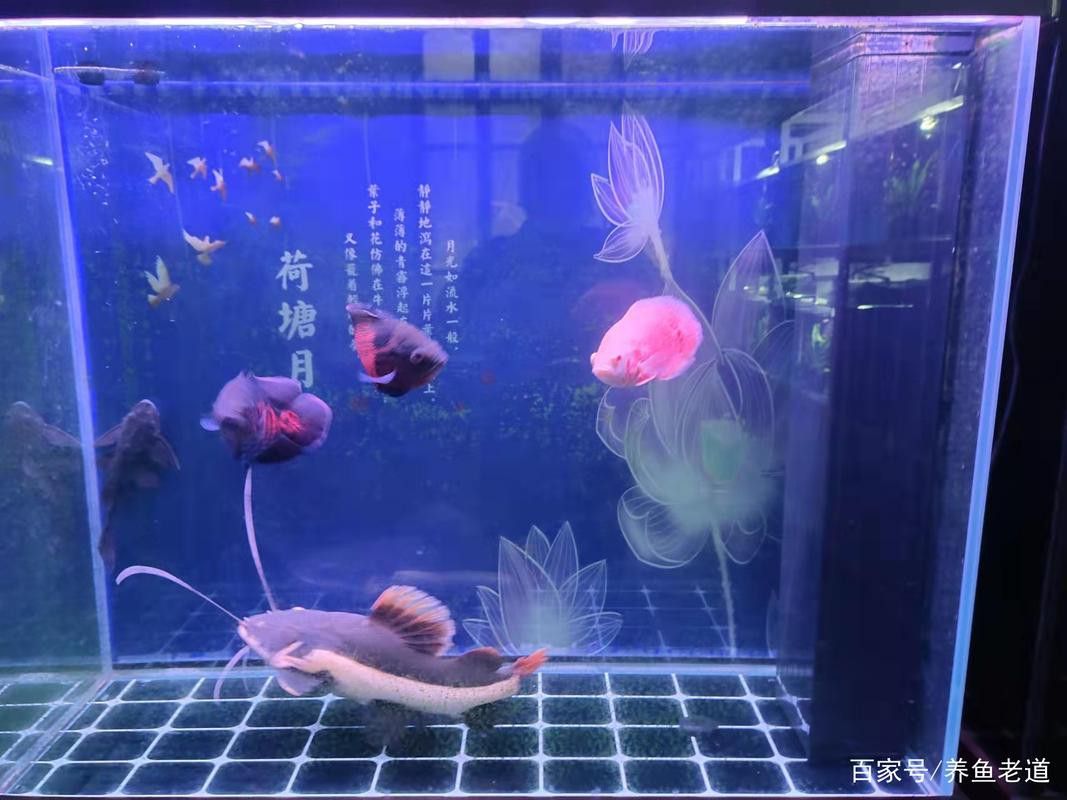 招財魚能和龍魚混養嗎圖片 招財魚能和龍魚混養嗎圖片 龍魚百科 第16張