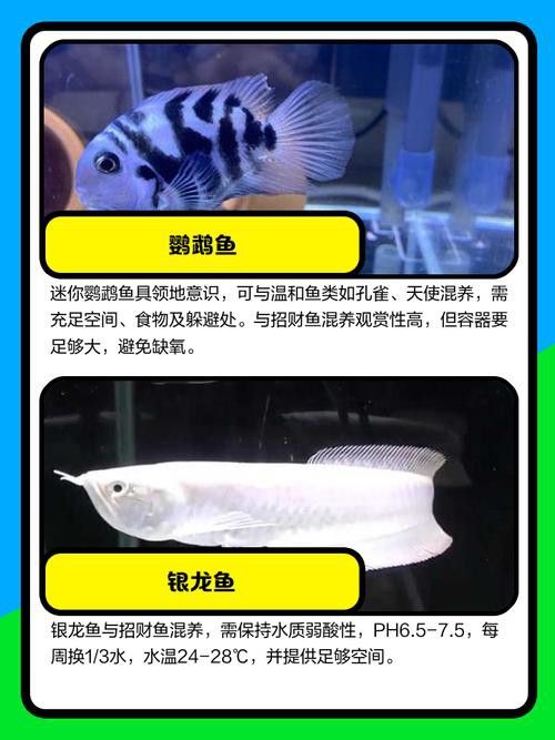 招財魚能和龍魚混養嗎圖片 招財魚能和龍魚混養嗎圖片 龍魚百科 第20張