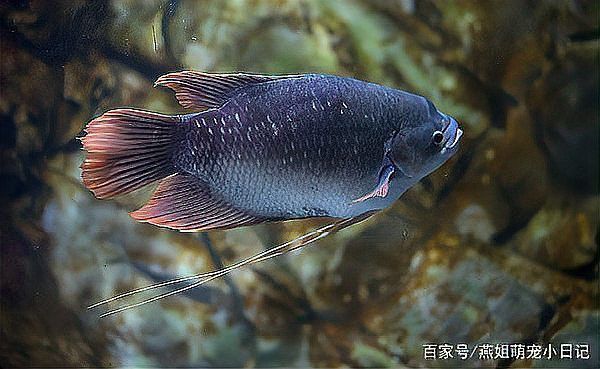 招財魚能和龍魚混養嗎圖片 招財魚能和龍魚混養嗎圖片 龍魚百科 第22張