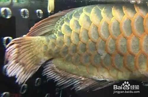 銀龍魚魚須發爛咋回事