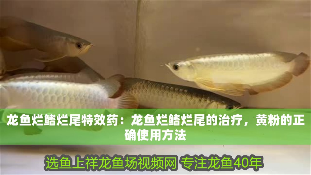 龍魚爛鰭爛尾特效藥：龍魚爛鰭爛尾的治療，黃粉的正確使用方法