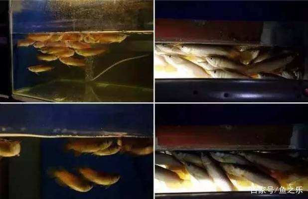 紅龍魚(yú)如何挑選品種圖解，如何挑選紅龍魚(yú)品種