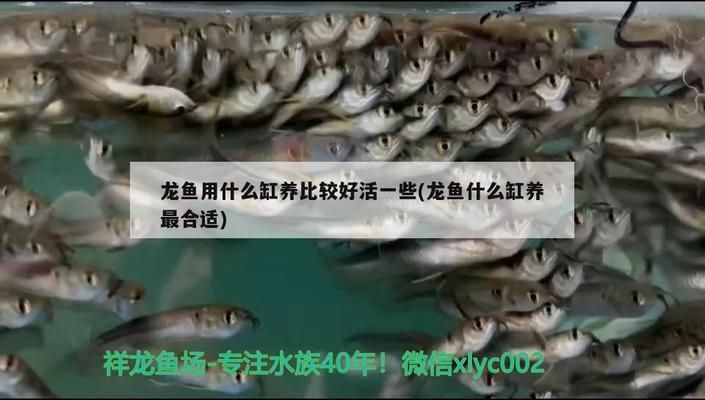 龍魚用什么缸養比較好活：關于龍魚飼養缸選擇的詳細信息