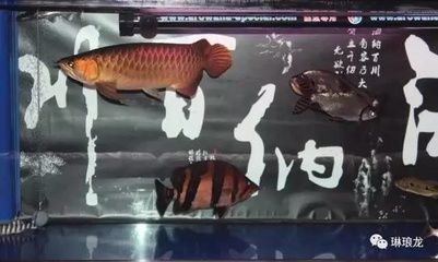 新買的龍魚需要注意其性格和脾氣，預防受驚：新買的龍魚需要注意什么事項