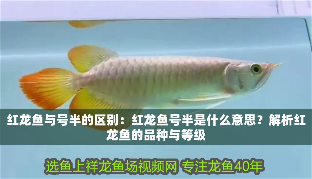 紅龍魚與號(hào)半的區(qū)別：紅龍魚號(hào)半是什么意思？解析紅龍魚的品種與等級(jí)
