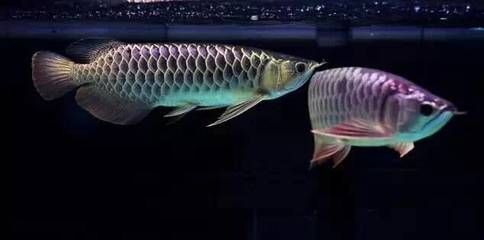 怎樣才能讓龍魚亮片（如何讓龍魚展現出自然、健康的美麗色澤）