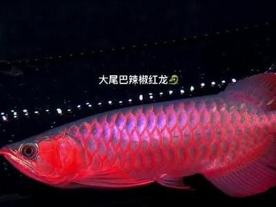 怎樣才能讓龍魚亮片（如何讓龍魚展現出自然、健康的美麗色澤）