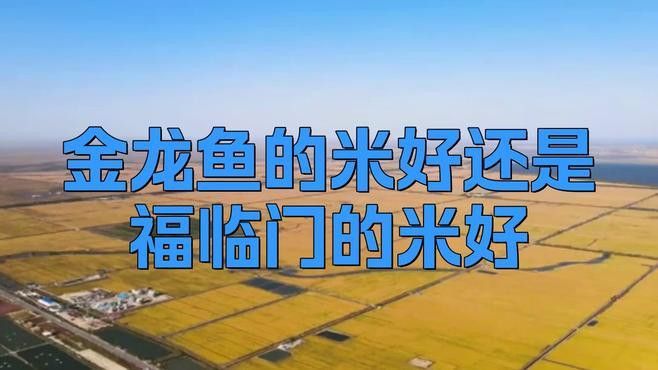 金龍魚優質絲苗米好吃嗎
