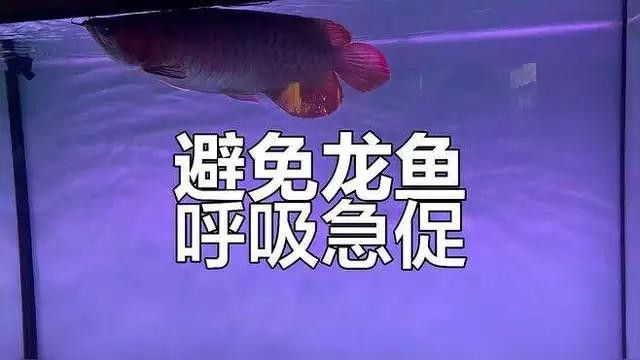 如何預(yù)防龍魚呼吸急促？