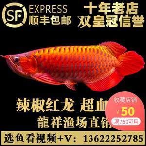 超血紅龍價格：超血紅龍魚價格在幾千元人民幣之間的價格差異性大