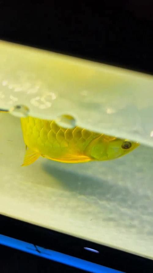最美龍魚圖片大全大圖