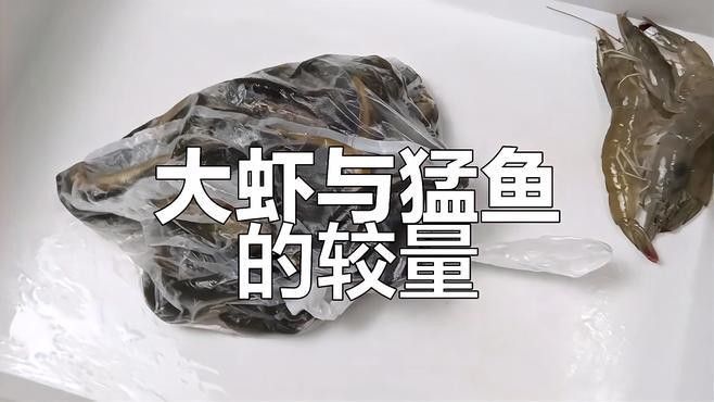 金龍魚吃肉視頻
