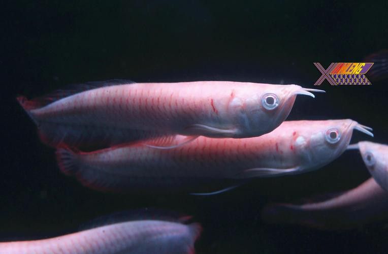 白化銀龍魚圖片高清大圖