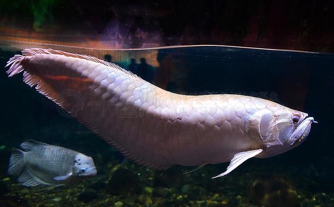 白化銀龍魚圖片高清大圖