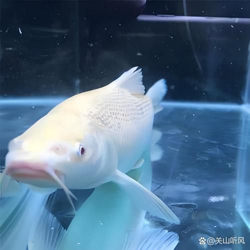白化銀龍魚圖片高清大圖