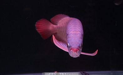一種觀賞魚類 叫什么龍魚：一種觀賞魚類叫什么龍魚