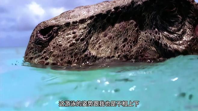 虎斑恐龍魚繁殖方式有哪些