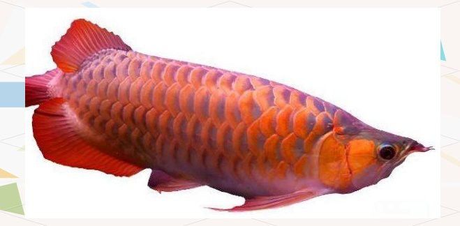 紅龍魚鱗片翹起怎么辦？