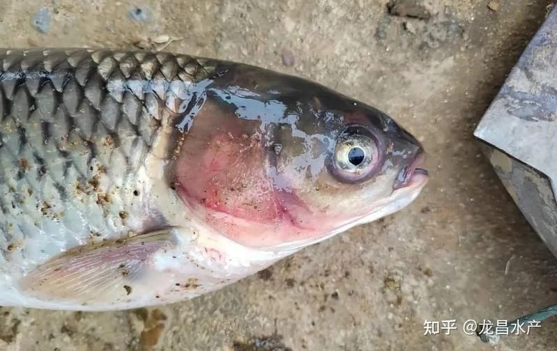 魚身上有血絲會傳染嗎？