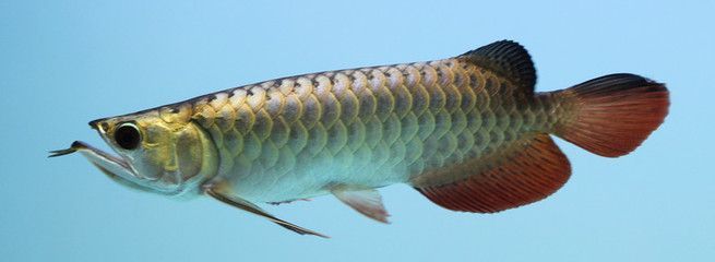 40公分的金龍魚每天喂多少食物（40公分的金龍魚一天吃多少）