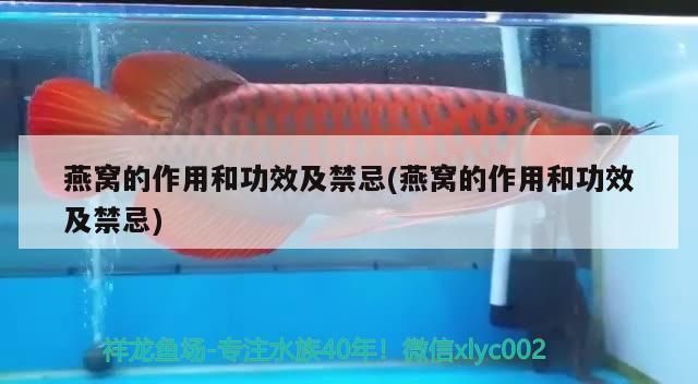 紅龍魚活多少年就死了正常呢圖片（紅龍魚活多少年就死了正常呢圖片大全）