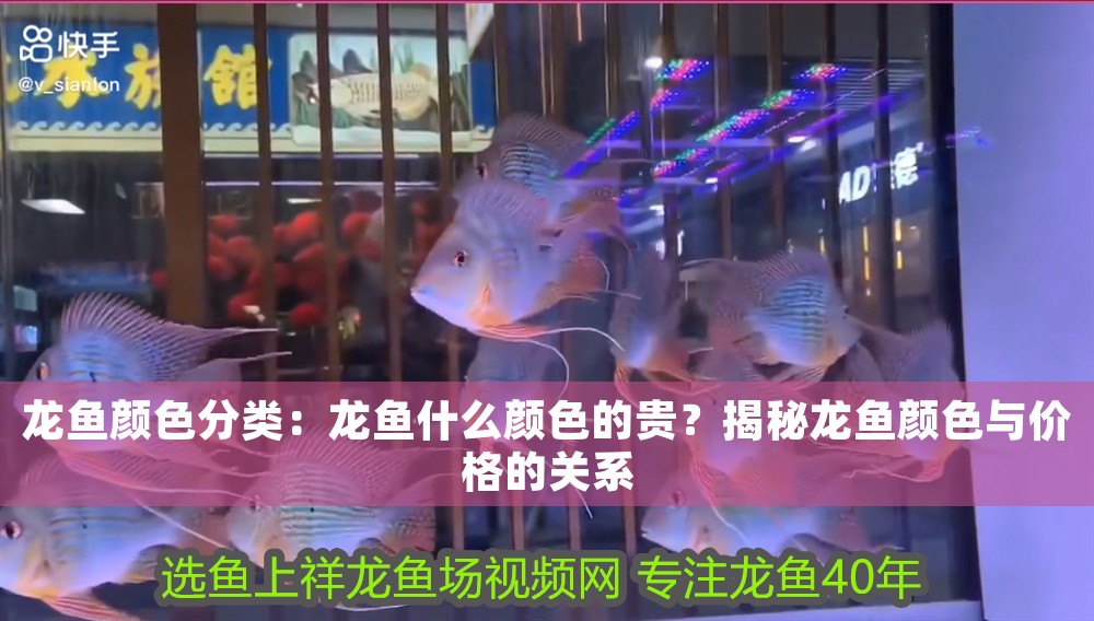 龍魚顏色分類：龍魚什么顏色的貴？揭秘龍魚顏色與價格的關(guān)系
