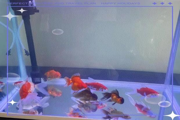 龍魚喜歡在缸底出水口