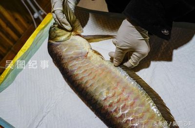 貴陽金龍魚（貴陽地區金龍魚價格）